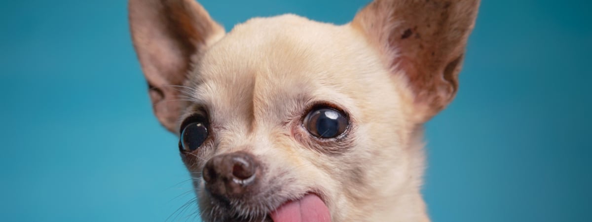 «Только горя с ним хлебнешь» — Зоопсихолог объяснил белорусам, как правильно выбирать собак — Полезно