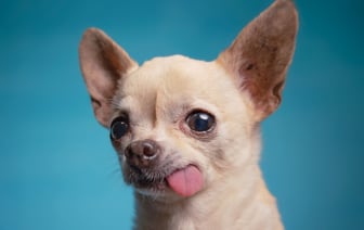 «Только горя с ним хлебнешь» — Зоопсихолог объяснил белорусам, как правильно выбирать собак — Полезно