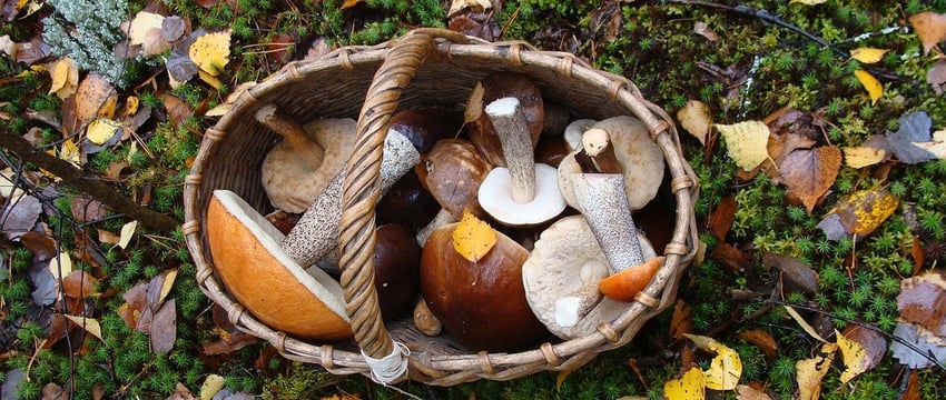 Витеблянка собирала грибы возле Билево и заблудилась. Видео