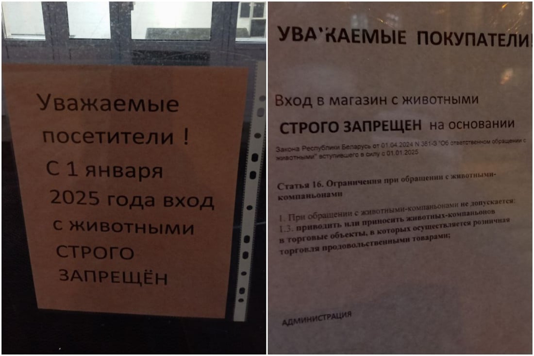В Беларуси вступил в силу новый закон о животных: о чем важно помнить хозяевам