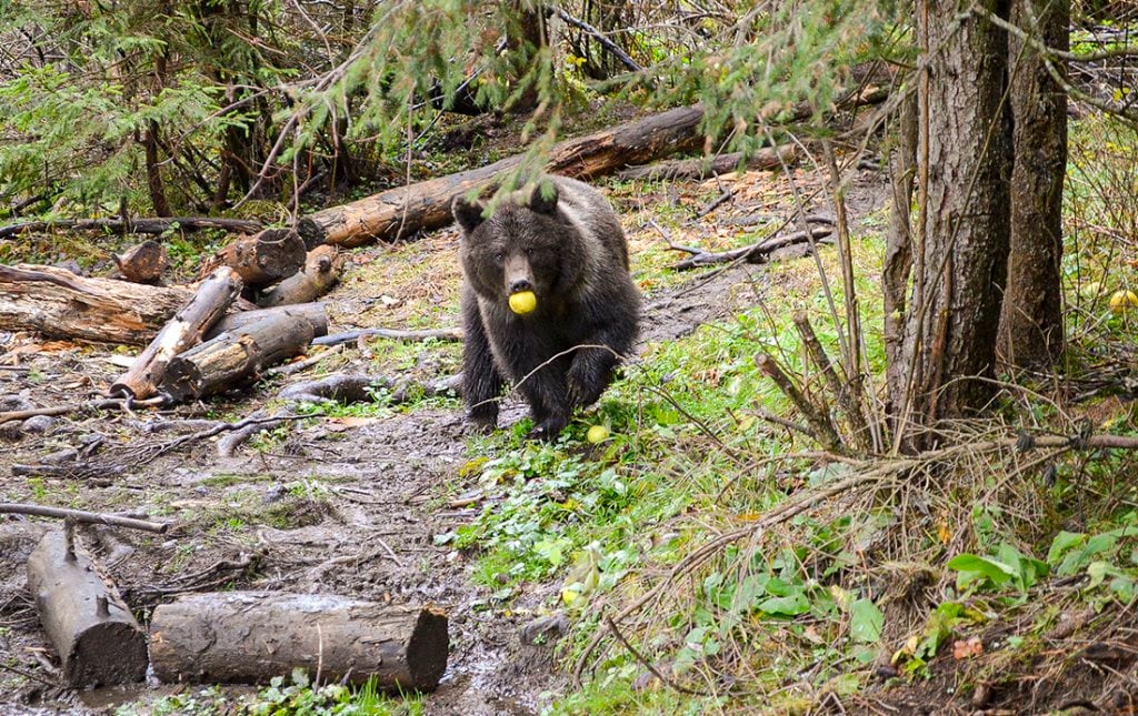Два года назад в Беларуси спасли медвежонка-сироту и отправили на реабилитацию в Румынию. Как у него дела?
