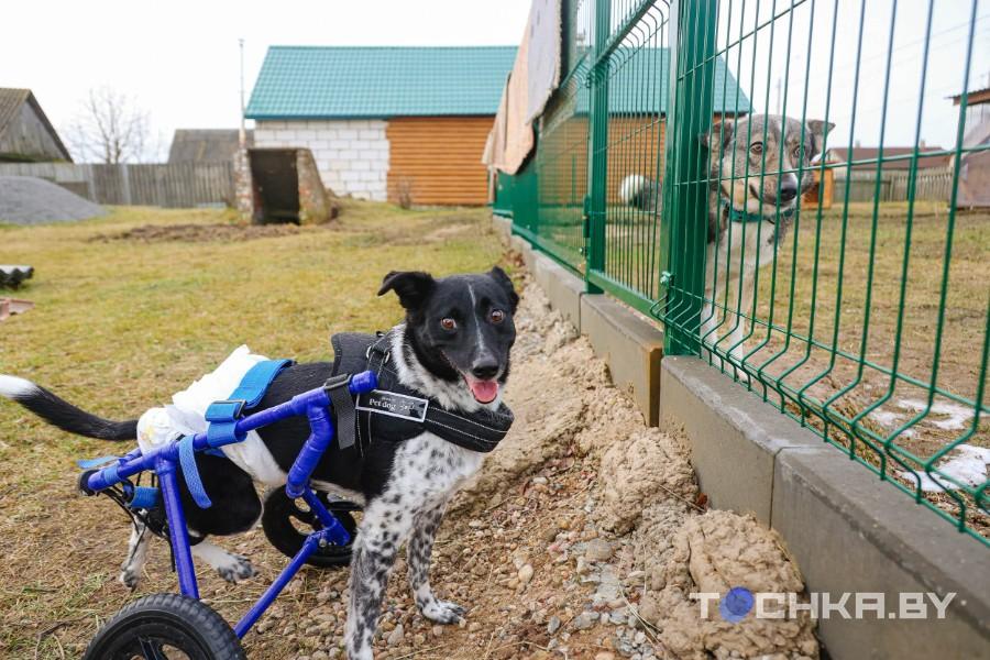 Девушка с инвалидностью спасает парализованных животных и делает им коляски