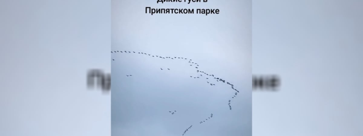 «Ура! Весна идёт!» — В белорусском заповеднике заметили огромную стаю диких гусей — Видео