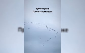 «Ура! Весна идёт!» — В белорусском заповеднике заметили огромную стаю диких гусей — Видео