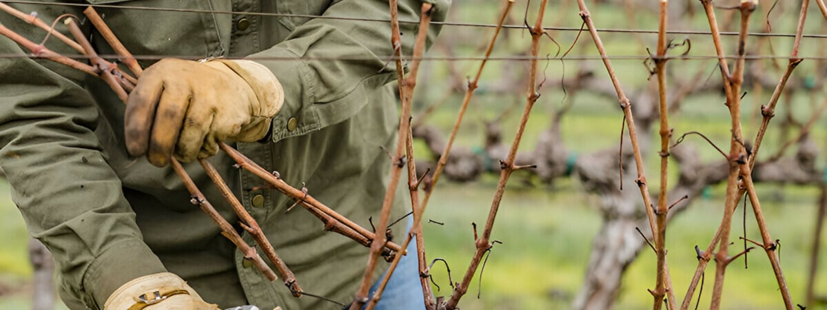 Как обрезать виноград осенью? Вот какие 5 ошибок могут стоить потери урожая — Полезно