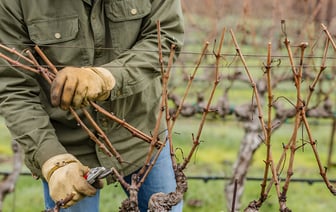 Как обрезать виноград осенью? Вот какие 5 ошибок могут стоить потери урожая — Полезно
