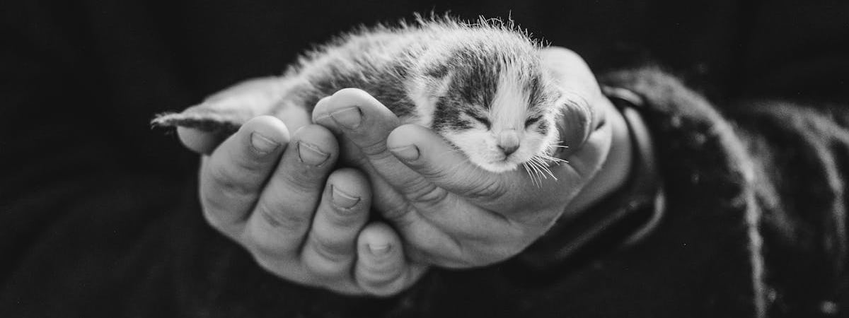 Porsche SE рассматривает возможность возвращения в оборонный бизнес