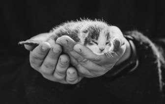 Porsche SE рассматривает возможность возвращения в оборонный бизнес