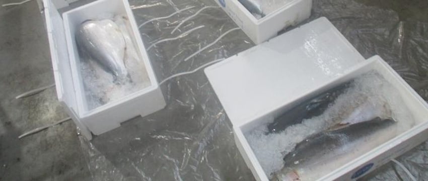 Белоруса задержали с двумя тонами форели в Смоленской области, ему грозит до 7 лет