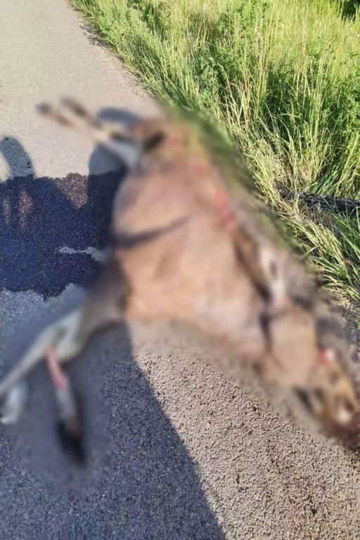 На М1 сбили медведя