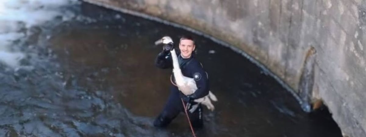 В Лиде спасли лебедя, который попал в водосброс