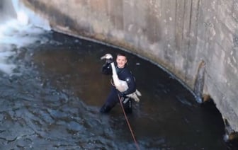 В Лиде спасли лебедя, который попал в водосброс