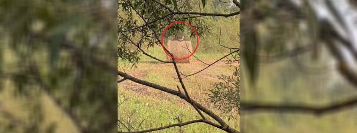 Закройте этот портал» — Под Витебском заметили животное, похожее на рысь — Видео