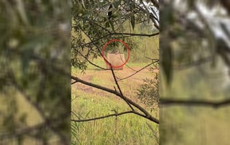 Закройте этот портал» — Под Витебском заметили животное, похожее на рысь — Видео