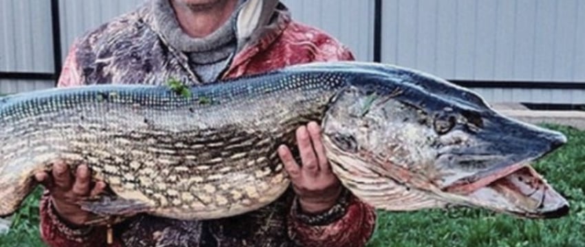В Беларуси рыбак поймал большущую щуку. Узнали, тянет ли улов на рекорд