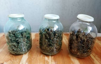 Задержание продавцов марихуаны в Гомеле