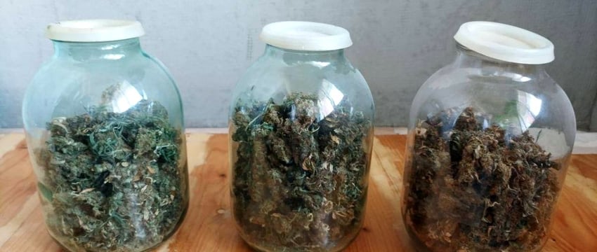 Задержание продавцов марихуаны в Гомеле