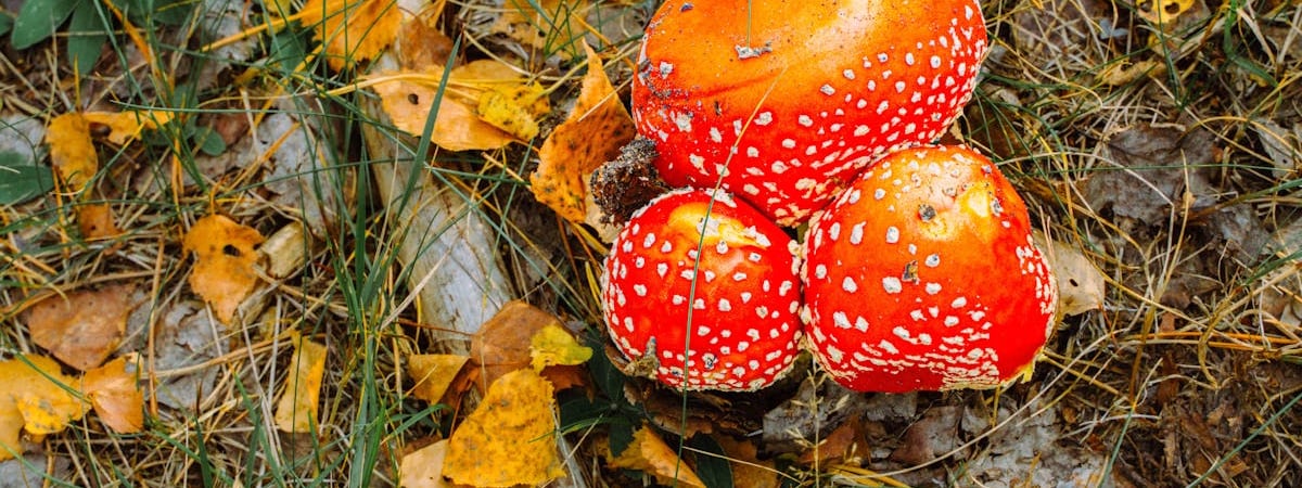 В Беларуси актуализировали порядок и условия госрегистрации некоторых видов продукции