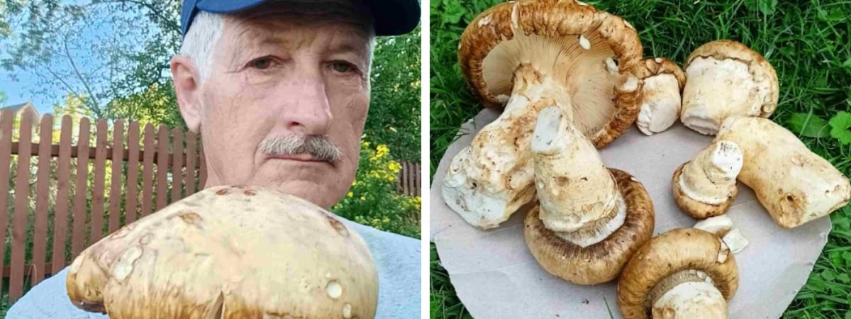 В Польше нашли редкий гриб-рядовку, который стоит 2 тыс. долларов. Где растет в Беларуси? — Полезно