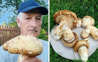 В Польше нашли редкий гриб-рядовку, который стоит 2 тыс. долларов. Где растет в Беларуси? — Полезно