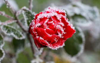 До -3 °C — заморозки ударят этой ночью на большей части Витебщины