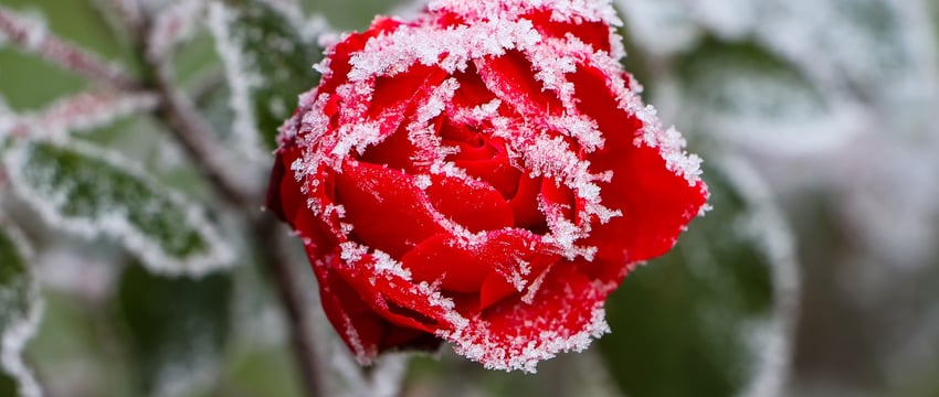 До -3 °C — заморозки ударят этой ночью на большей части Витебщины