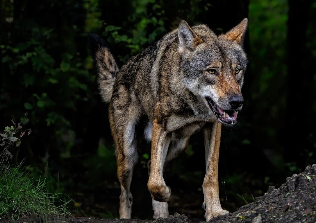 Волк. Фото pixabay.com
