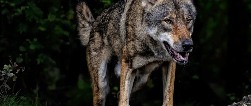 Бешеный волк бегает по Витебску?