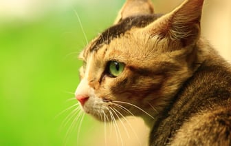 Не менее 12 человек пострадали во время ракетного удара РФ по Киеву