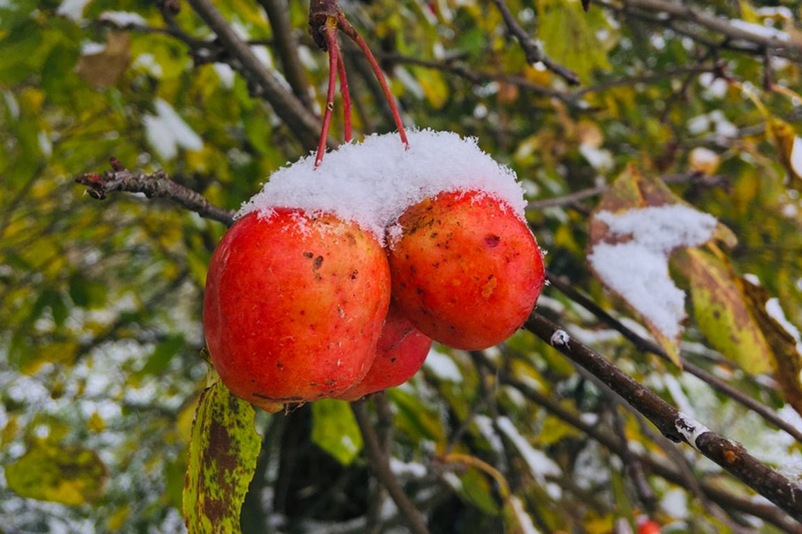 Зима пришла в Витебскую область — снегопад и отрицательные температуры. Фото Сергея Серебро