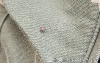 В Беларуси проснулись клещи — что нужно помнить, чтобы не пострадать