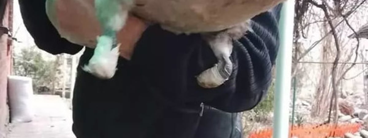 Лебедю, которому отстрелили лапы, белорусы сделали протезы на 3D-принтере. Птица учится ходить