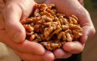 Что нужно сделать на Ореховый спас 29 августа 2024 года? Собрали все народные и церковные традиции и запреты — Полезно