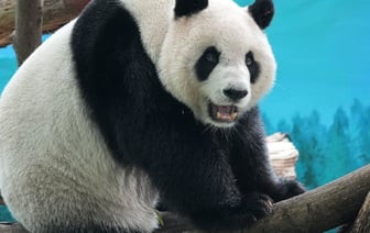 Экспорт Тайваня вырос на треть из-за опасений относительно пошлин Трампа и спроса на ИИ