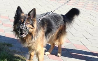 Как избежать штрафов при выгуле собаки