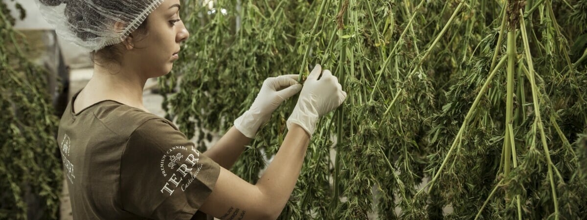 В Литве начали курить чай с автозаправок. Что происходит?