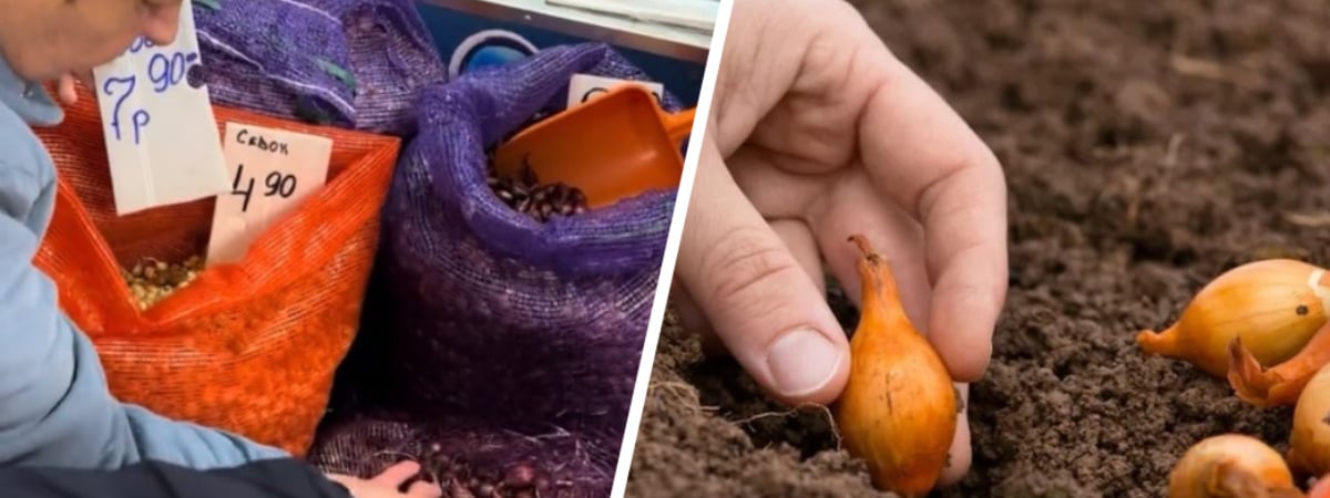 Нашли в Минске лук-севок за 4,9 рубля за кило. Когда лучшие дни для посадки в марте? — Полезно