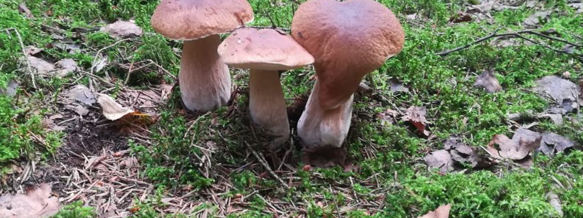 Подождите пару дней — узнали, сколько растут грибы