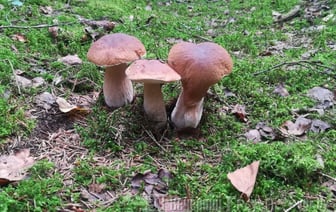 Подождите пару дней — узнали, сколько растут грибы