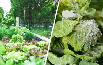 Чем обработать растения на огороде от вредителей? Эти средства помогут вырастить здоровый и богатый урожай — Полезно