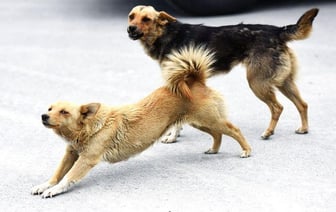 Жалобы жителей Гомеля на лай собак и закрытие киосков
