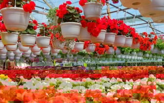 Супруги из Березы показали свой сад