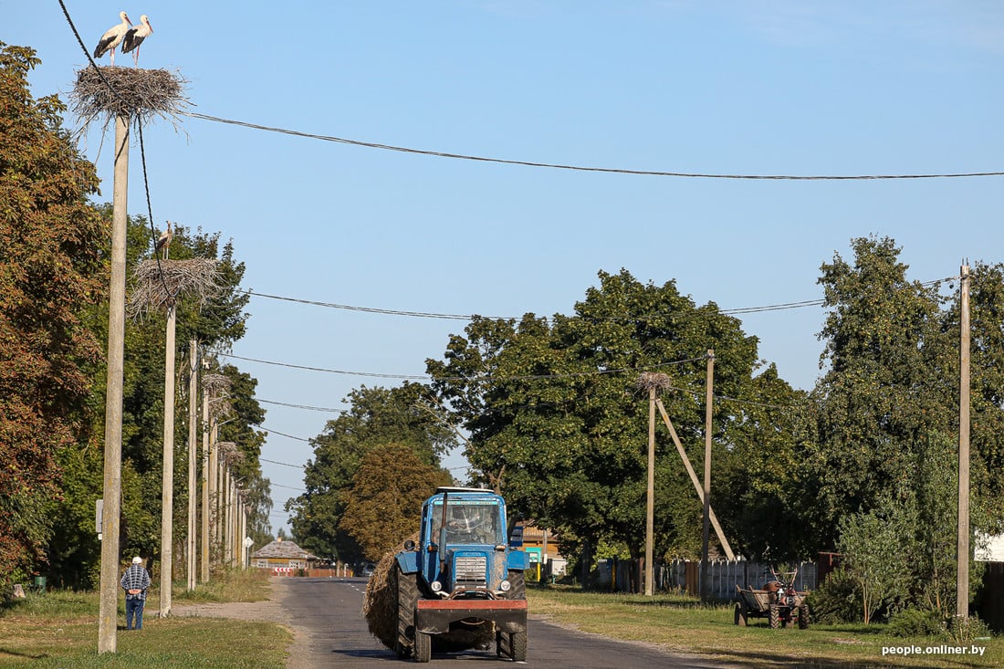 Вы такое видели? В деревне Вороцевичи Ивановского района аисты почти на каждом столбе