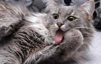 Почему ваша кошка умывается после того, как ее погладили? Не стоит игнорировать эти 5 причин — Полезно