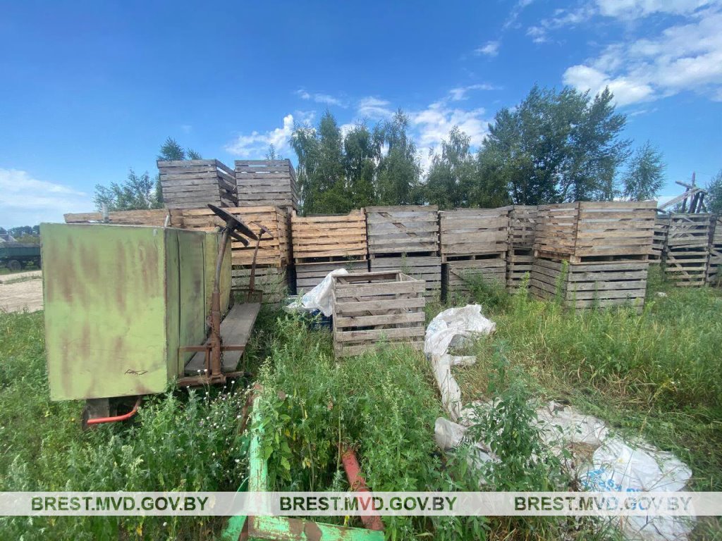 16-летний парень украл голубики на сумму более 1800 рублей. Случай в Брестской области