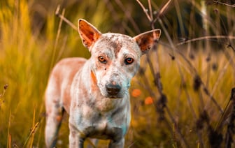 2000 километров до любви. Удивительная история о том, как собака обрела семью в Полоцке, а семья нашла себе собаку