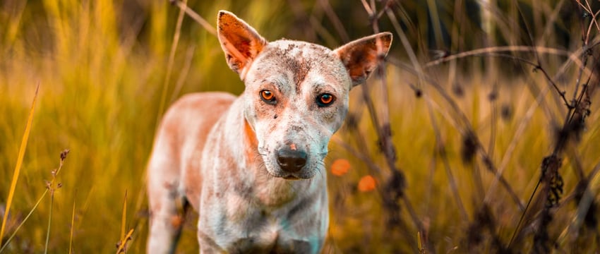 2000 километров до любви. Удивительная история о том, как собака обрела семью в Полоцке, а семья нашла себе собаку