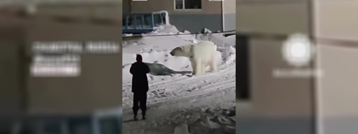 «Слабоумие или отвага?» — Мужчина решил не убегать от белого медведя. Чем всё закончилось? — Видео