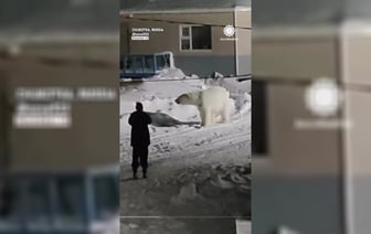 «Слабоумие или отвага?» — Мужчина решил не убегать от белого медведя. Чем всё закончилось? — Видео