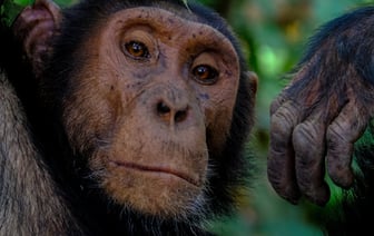 Цирк Сириус в Полоцке и Новополоцке с новой программой Тайна планеты обезьян